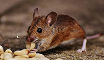 24 Hour & Emergency Exterminators in Harts, WV
